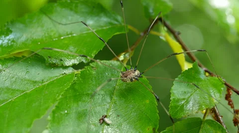 Closeup of Daddy long legs on tree leaf Stock Footage 39565156