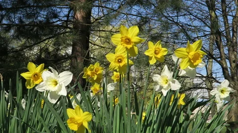 Closeup of daffodils in park Stock Footage 49289208