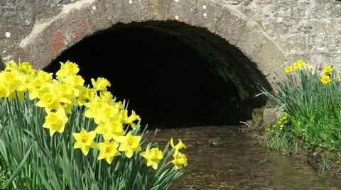 Closeup of daffodils on river bank Stock Footage 49277779