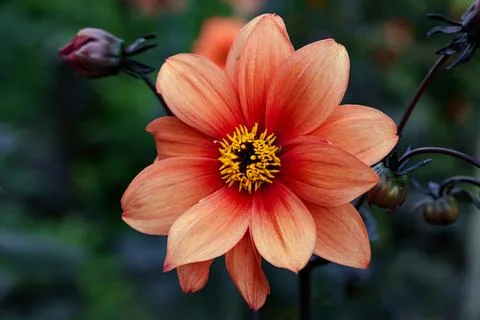 Closeup of dahlia Moonfire Stock Photos
