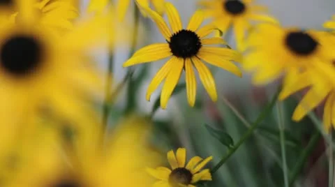 Closeup of daisies in fall Stock-Footage 10920556
