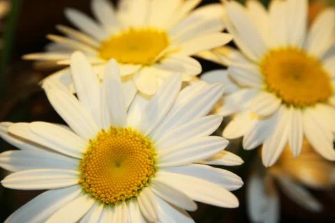 Closeup of daisies Foto stock