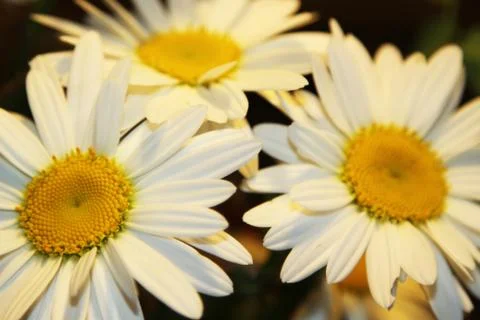 Closeup of daisies Foto stock