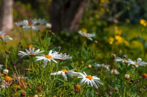 Closeup of daisies in spring Stock Photos