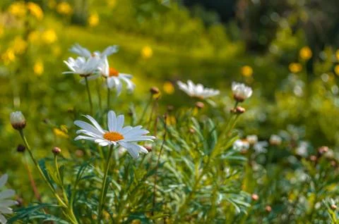 Closeup of daisies in spring Stock Photos