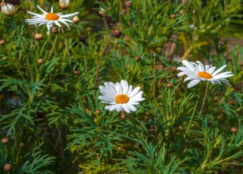 Closeup of daisies in spring Stock Photos