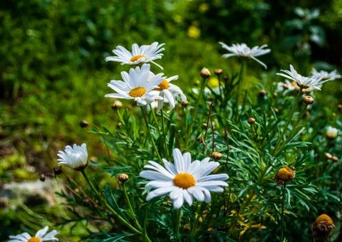 Closeup of daisies in spring Stock Photos