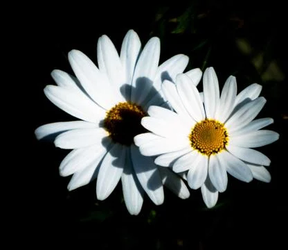 Closeup of daisy on black background Stock-Fotos