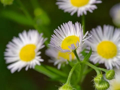 Closeup of daisy fleabane flowers 库存照片