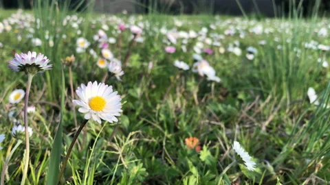 Closeup of daisy flower in a meadow with wind. Botanical or spring concept Stock Footage 149779321