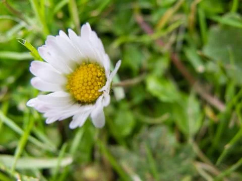 Closeup of a daisy flower Stock Photos