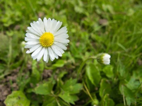 Closeup of a daisy flower Stock Photos