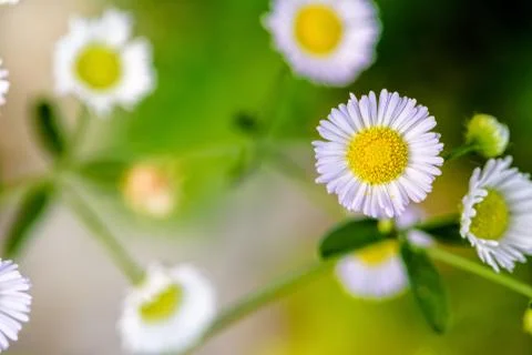 Closeup Daisy flower Stock Photos