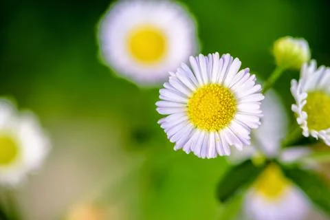 Closeup Daisy flower Stock Photos