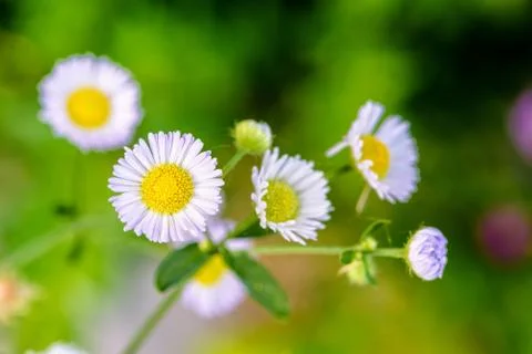 Closeup Daisy flower Stock Photos