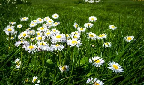 Closeup of daisy flowers in spring Stock Photos