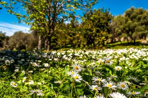 Closeup of daisy flowers in spring Foto stock