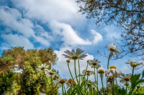 Closeup of daisy flowers in spring Stock Photos