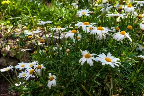 Closeup of daisy flowers in spring Stock Photos