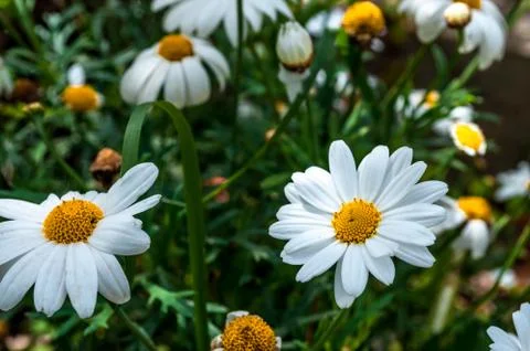 Closeup of daisy flowers in spring Stock Photos