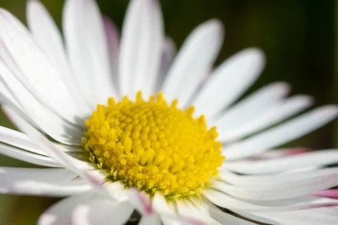 Closeup of a daisy in the garden Stock Photos