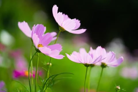 Closeup the daisy Stock Photos