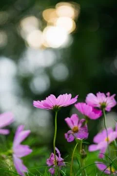 Closeup the daisy Stock Photos
