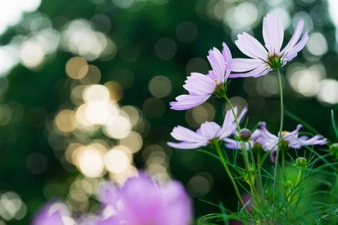 Closeup the daisy Stock Photos