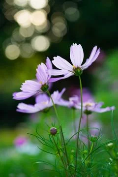 Closeup the daisy Stock Photos