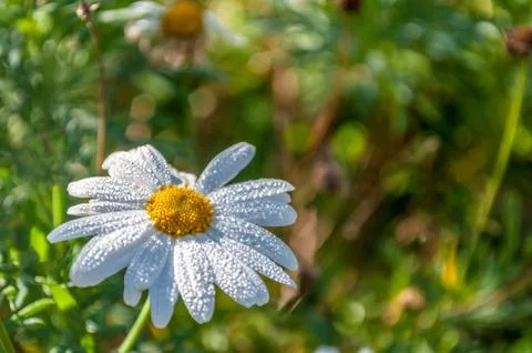Closeup of daisy in spring Stock Photos
