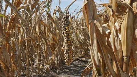 Closeup of damaged corn plant in field after drought Stock Footage 79981859