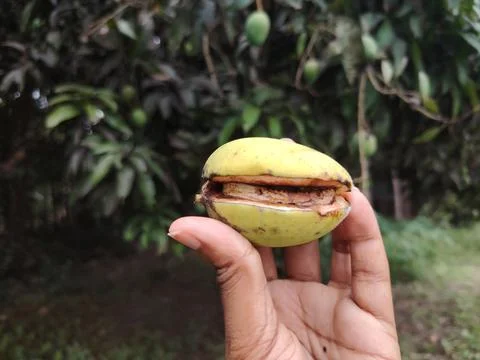 Closeup of a damaged green mango fruit held in a hand with a blurred mango .. Stockfoto's