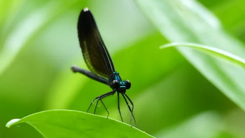 Closeup of damselfly 動画素材 276334821