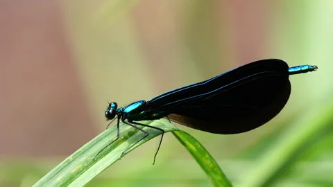 Closeup of Damselfly Stock-Footage 310525092