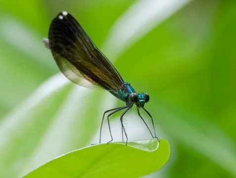 Closeup of damselfly Фото