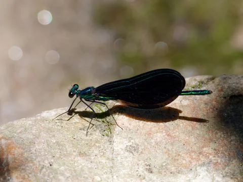 Closeup of damselfly Fotos de archivo