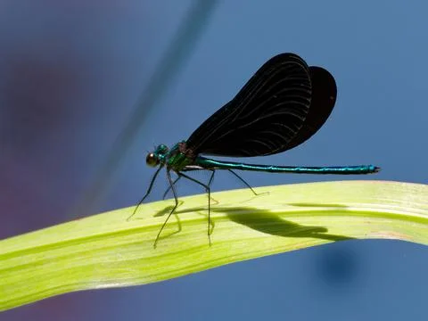 Closeup of Damselfly Stockfoto's
