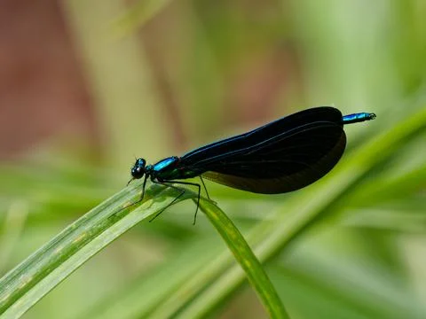 Closeup of Damselfly. 写真素材