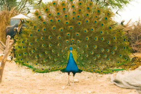 Closeup of dancing peacock showing its beautiful feathers,front view. Stock Photos