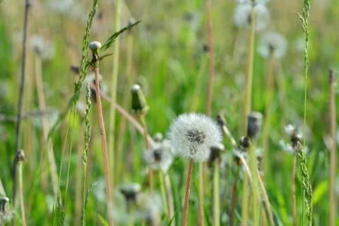 Closeup dandelion with blurred background Stock Photos