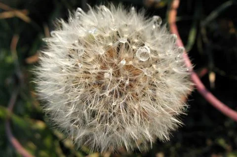 Closeup of Dandelion with dew drops Stock Photos
