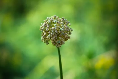 Closeup of Dandelion flower Stock Photos