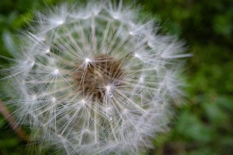 Closeup of dandelion flower Stock Photos