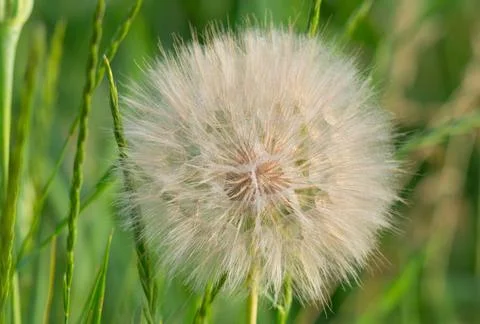 Closeup of dandelion flower. Stock Photos