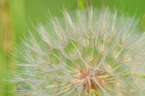 Closeup of dandelion flower. Fotos de archivo