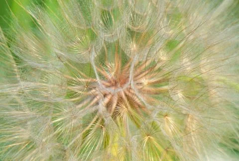 Closeup of dandelion flower. Stock Photos