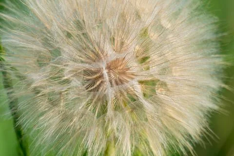 Closeup of dandelion flower. Stock Photos
