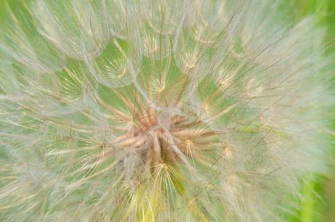 Closeup of dandelion flower. Stock Photos