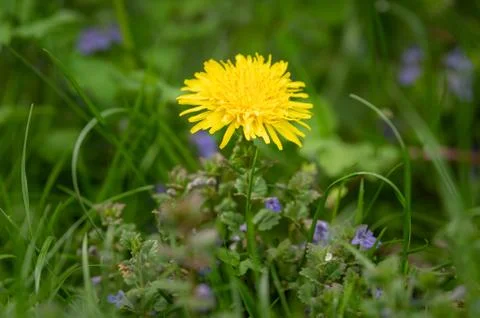 Closeup of a dandelion flower in spring Stock Photos