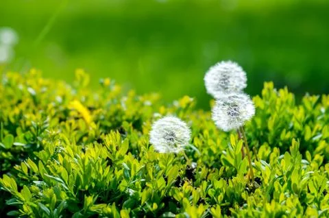 Closeup of dandelion on natural background Stock Photos